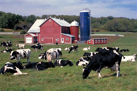 Dairy farms near me - Find dairy farms for sale near me including dairy cow ranches and milking operations from small dairy farmsteads to large dairy cattle businesses with large pastures. The 121 …